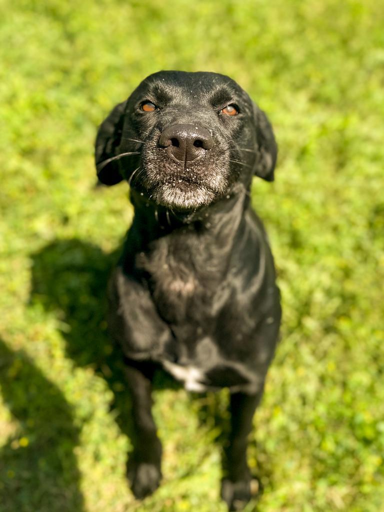 Enlarge Maggie, a Adoptable Labrador Retriever in Springfield, TN image 6/6