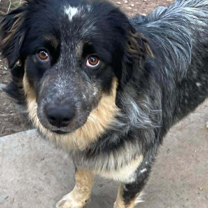 Rex, adopted, Adult Male Australian Shepherd.