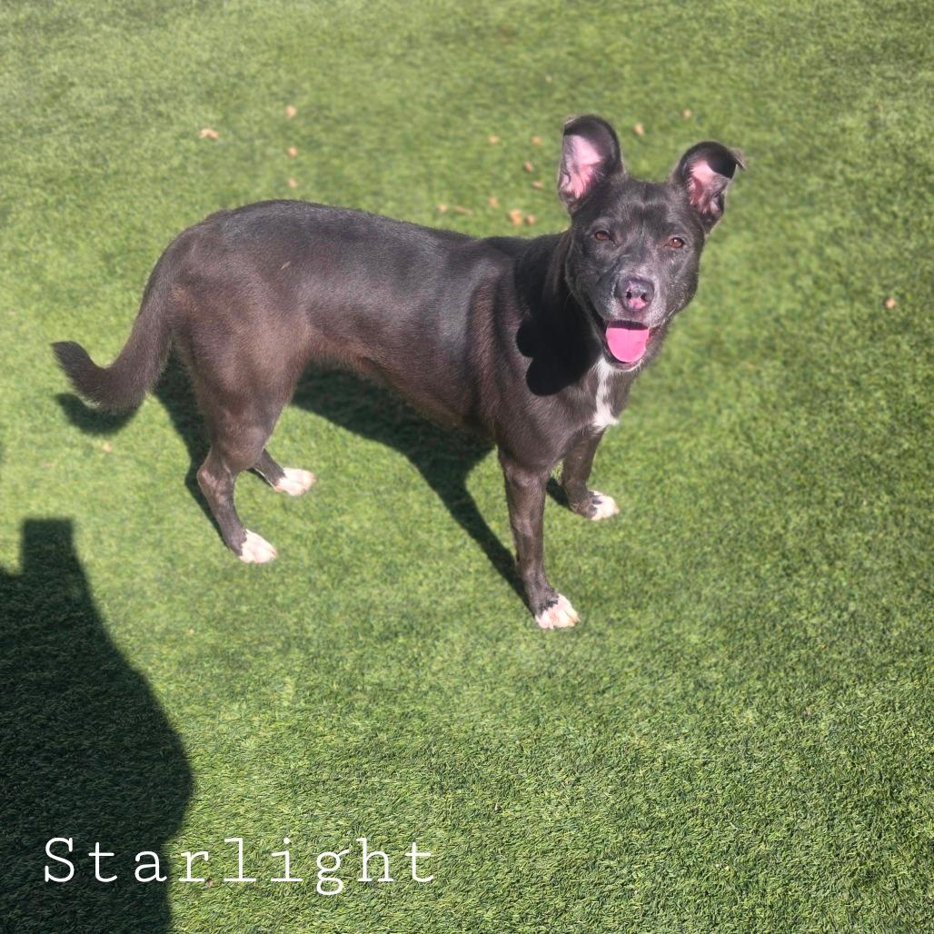 Starlight thumbnail 2