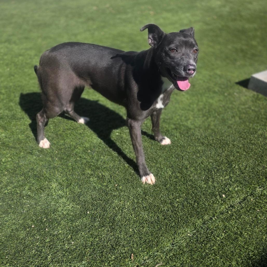 Starlight thumbnail 3