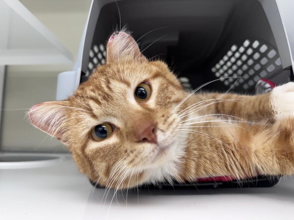 Trenton, Adoptable, Young Male Domestic Short Hair.