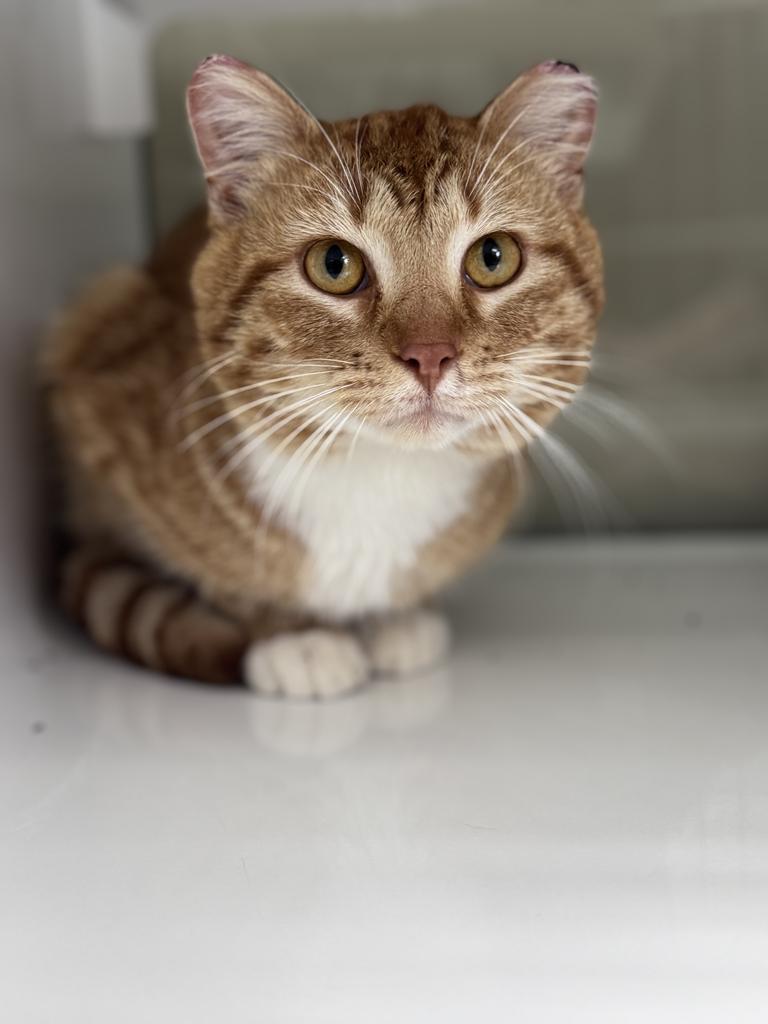 Enlarge Trenton, a Adoptable mixed breed in Saint Paul, MN image 2/3