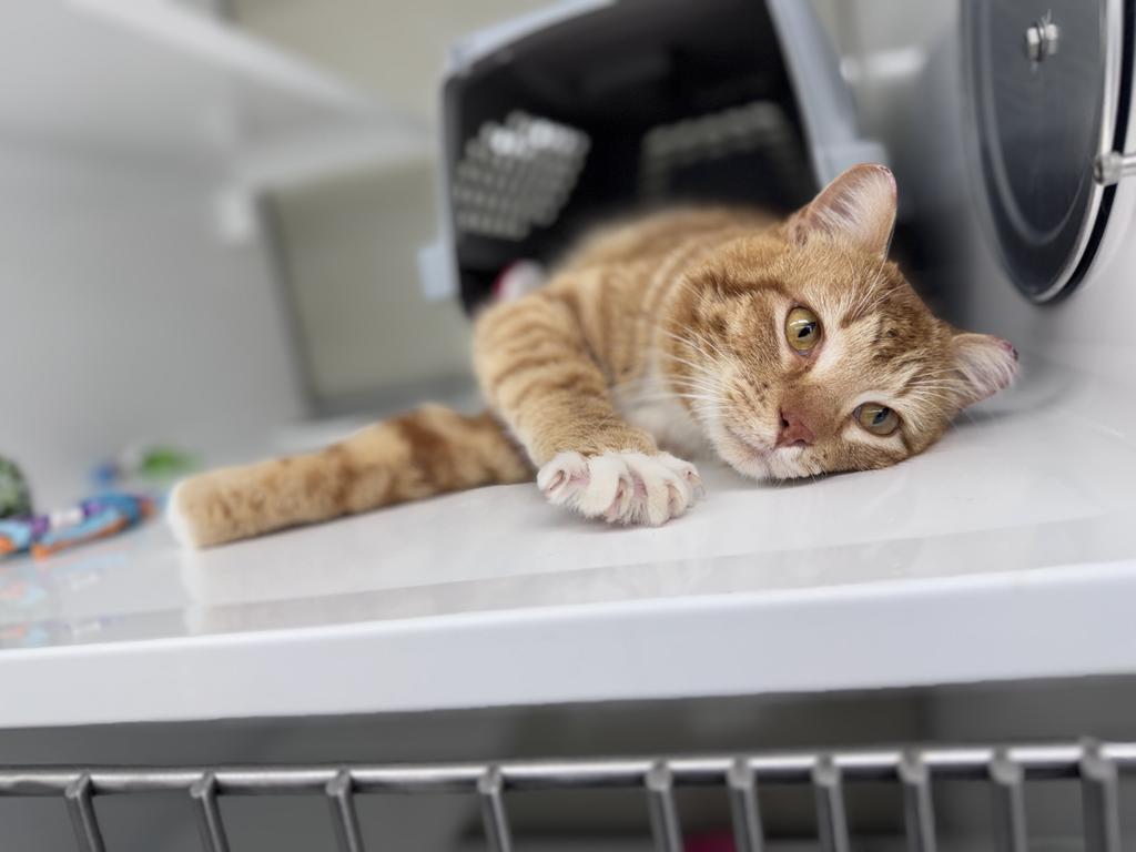 Enlarge Trenton, a Adoptable mixed breed in Saint Paul, MN image 3/3