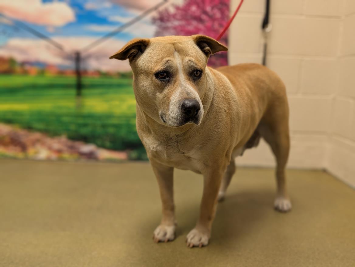 SAVE ME PLEASE! TWILA - ID#A543346