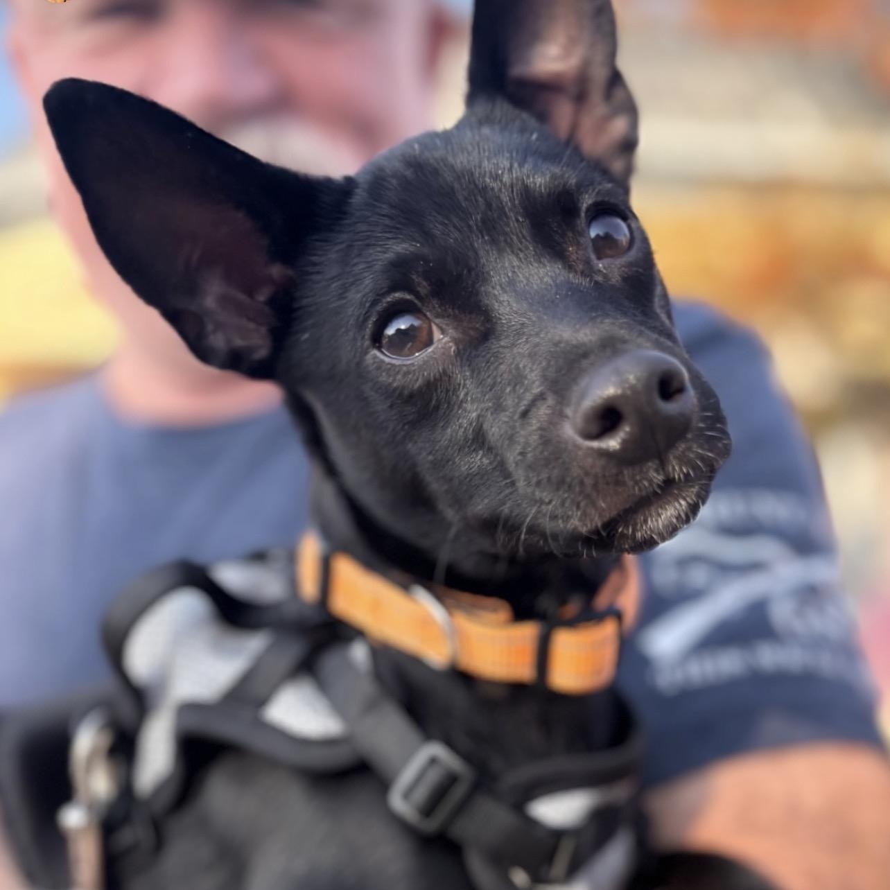 Lenny, Adoptable, Puppy Male Rat Terrier.
