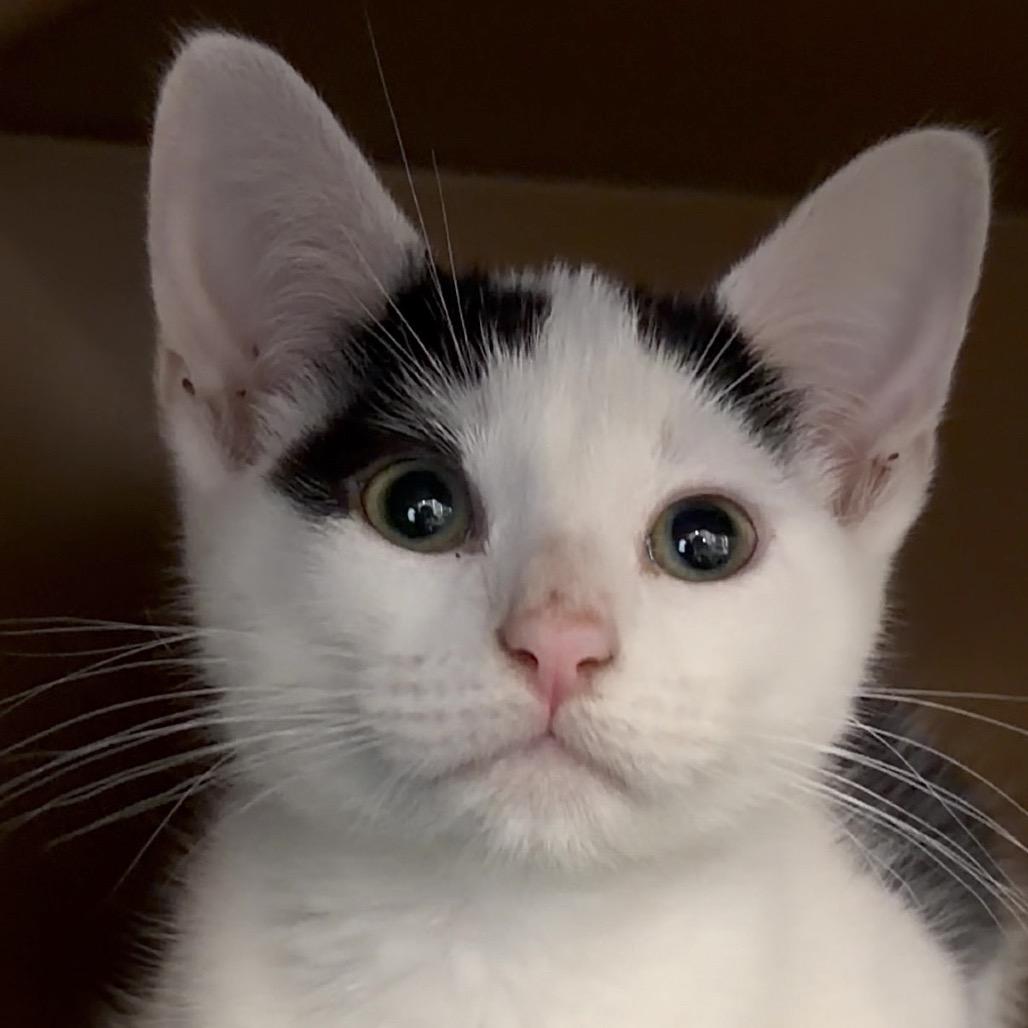 Bandit, a Adoptable Domestic Short Hair in Middlebury, VT image 1/3
