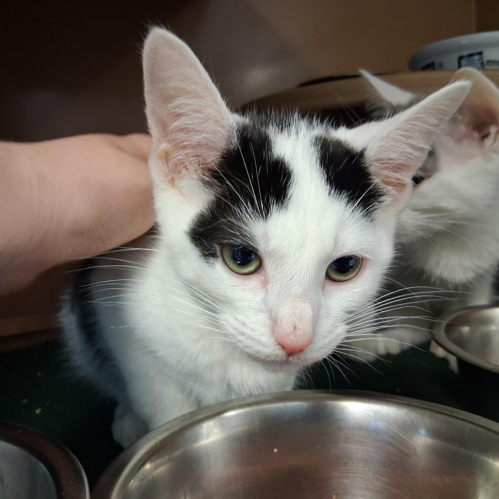 Bandit, a Adoptable Domestic Short Hair in Middlebury, VT image 2/3
