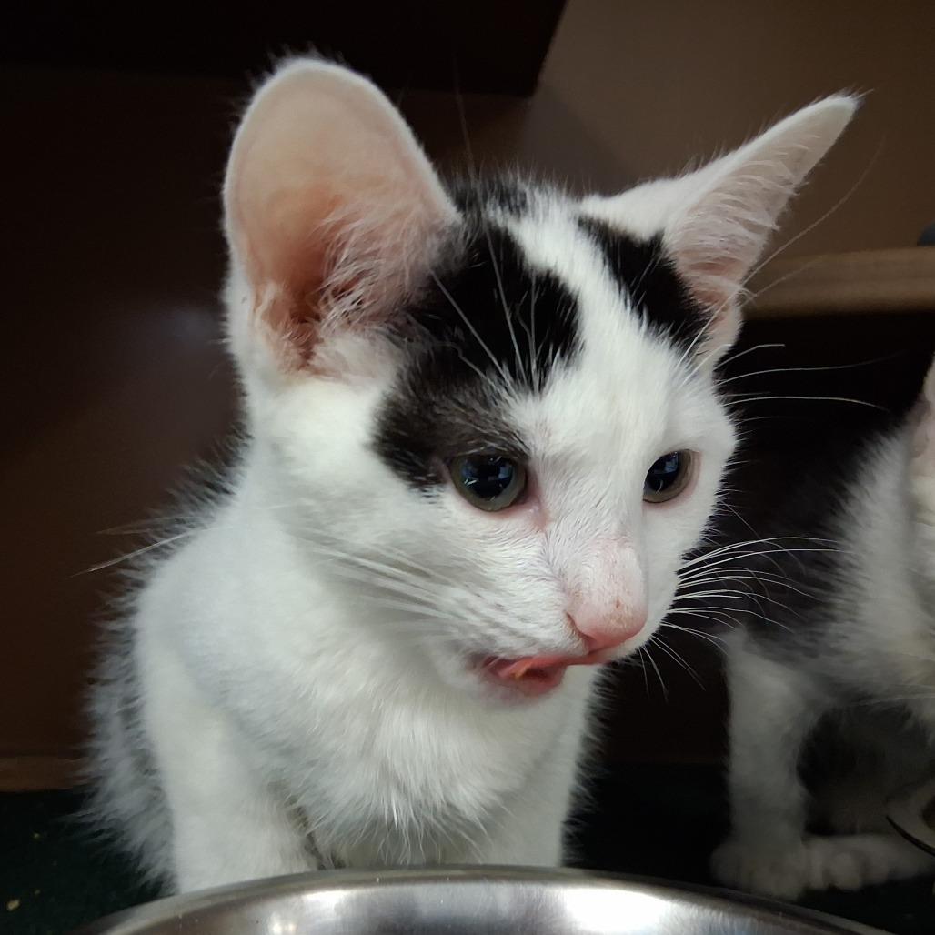 Bandit, a Adoptable Domestic Short Hair in Middlebury, VT image 3/3