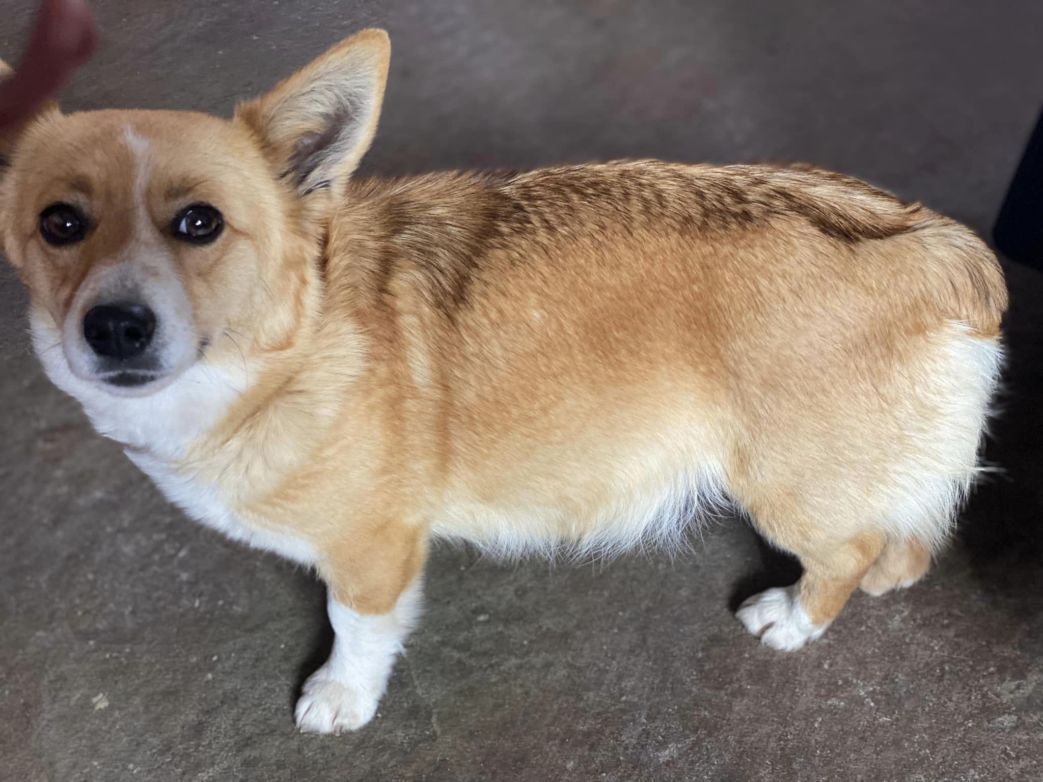 Enlarge Bean, a Adopted Corgi in Salina, UT image 1/2