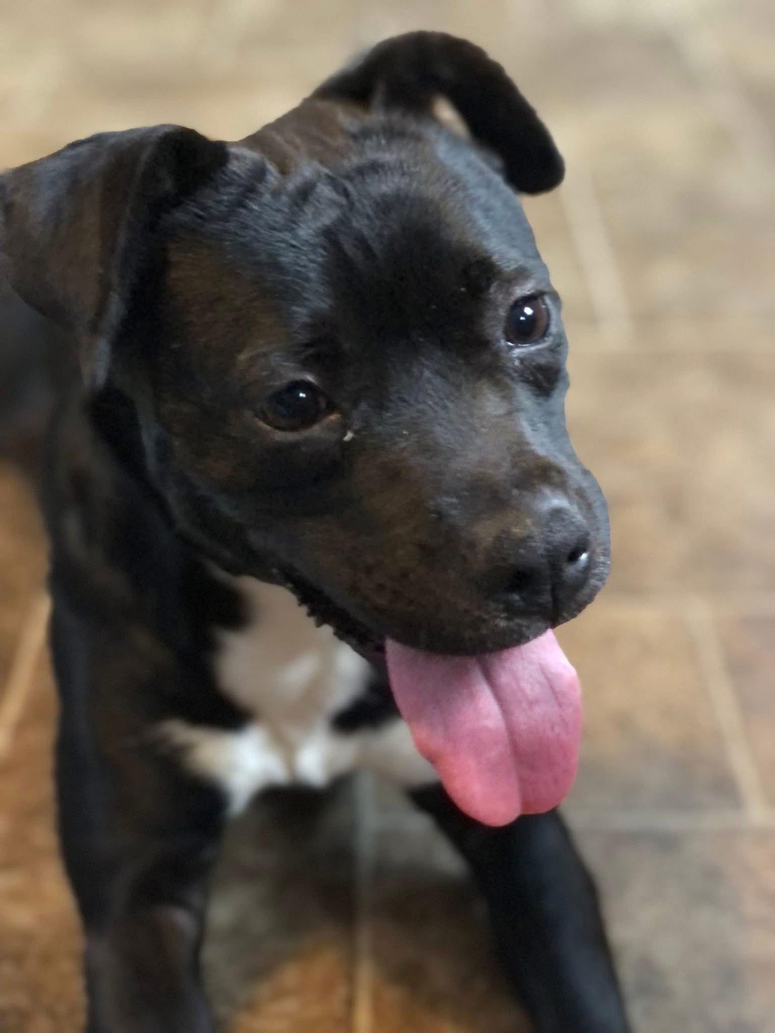 Enlarge Luna, a Adoptable Pit Bull Terrier in Elkins, WV image 1/3