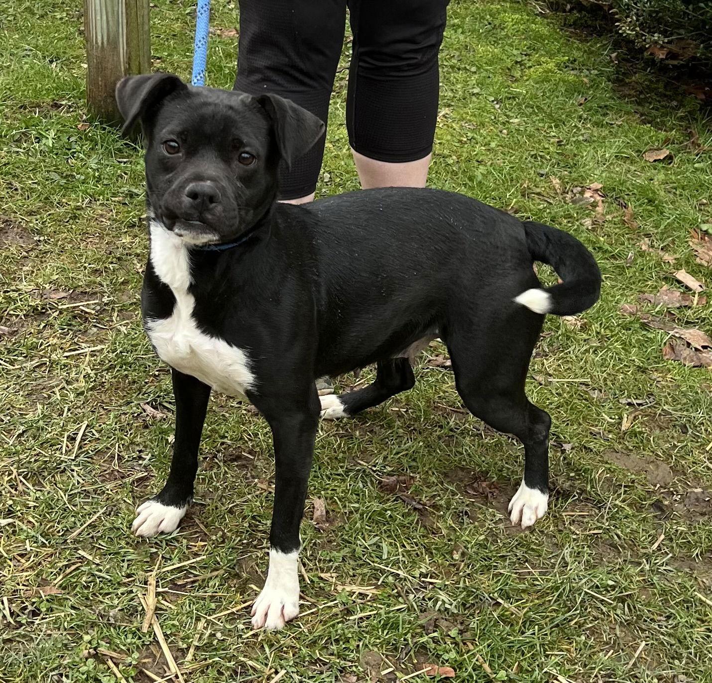Enlarge Luna, a Adoptable Pit Bull Terrier in Elkins, WV image 2/3