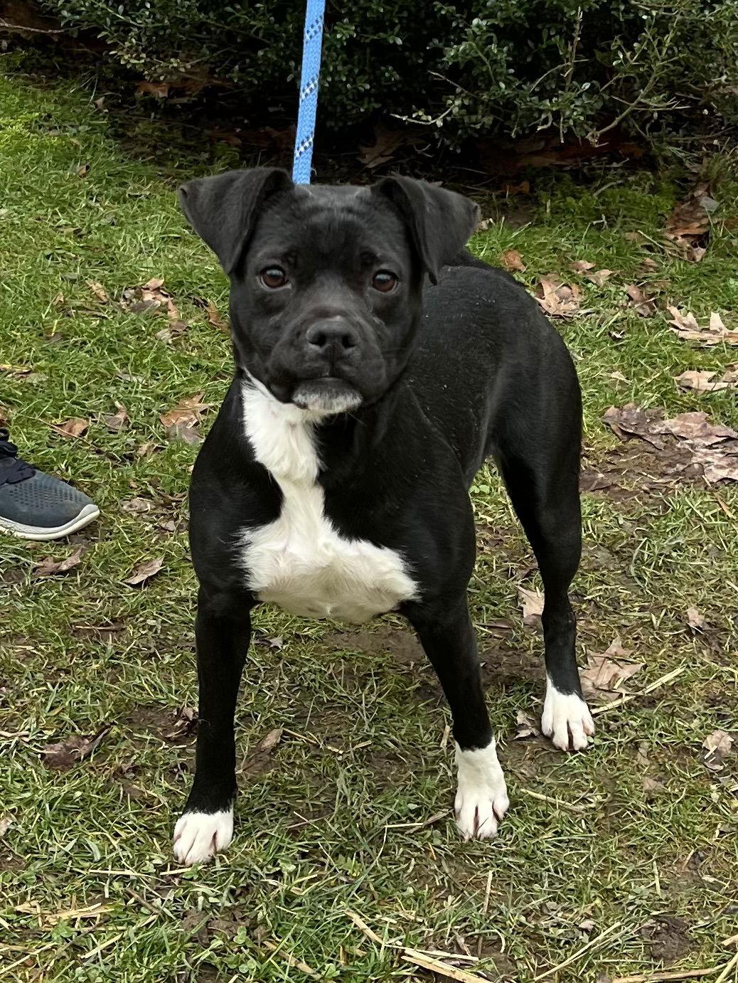 Enlarge Luna, a Adoptable Pit Bull Terrier in Elkins, WV image 3/3