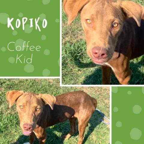 Kopiko 2