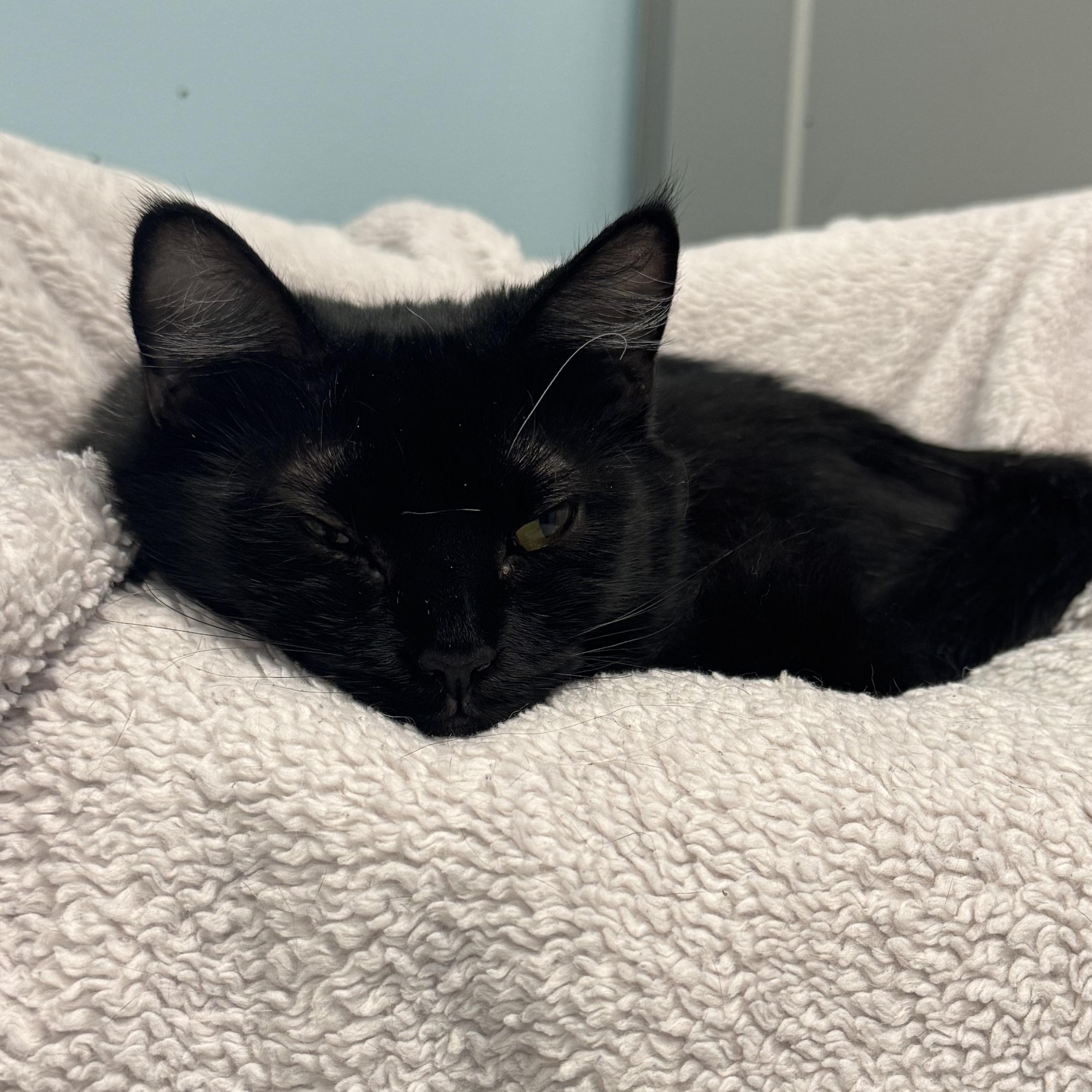 Ballina, a Adoptable Domestic Medium Hair in Richboro, PA image 3/4