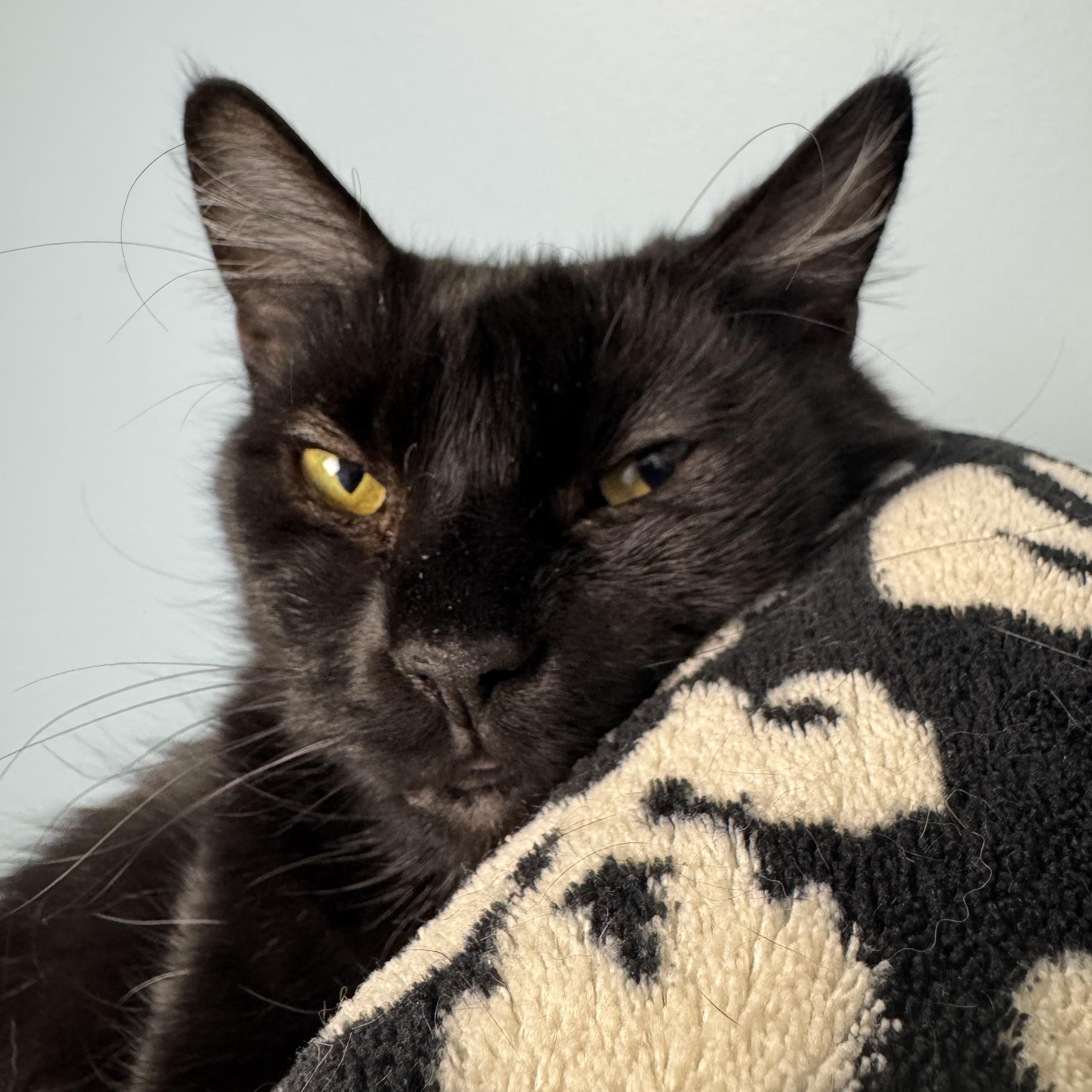 Ballina, a Adoptable Domestic Medium Hair in Richboro, PA image 2/4