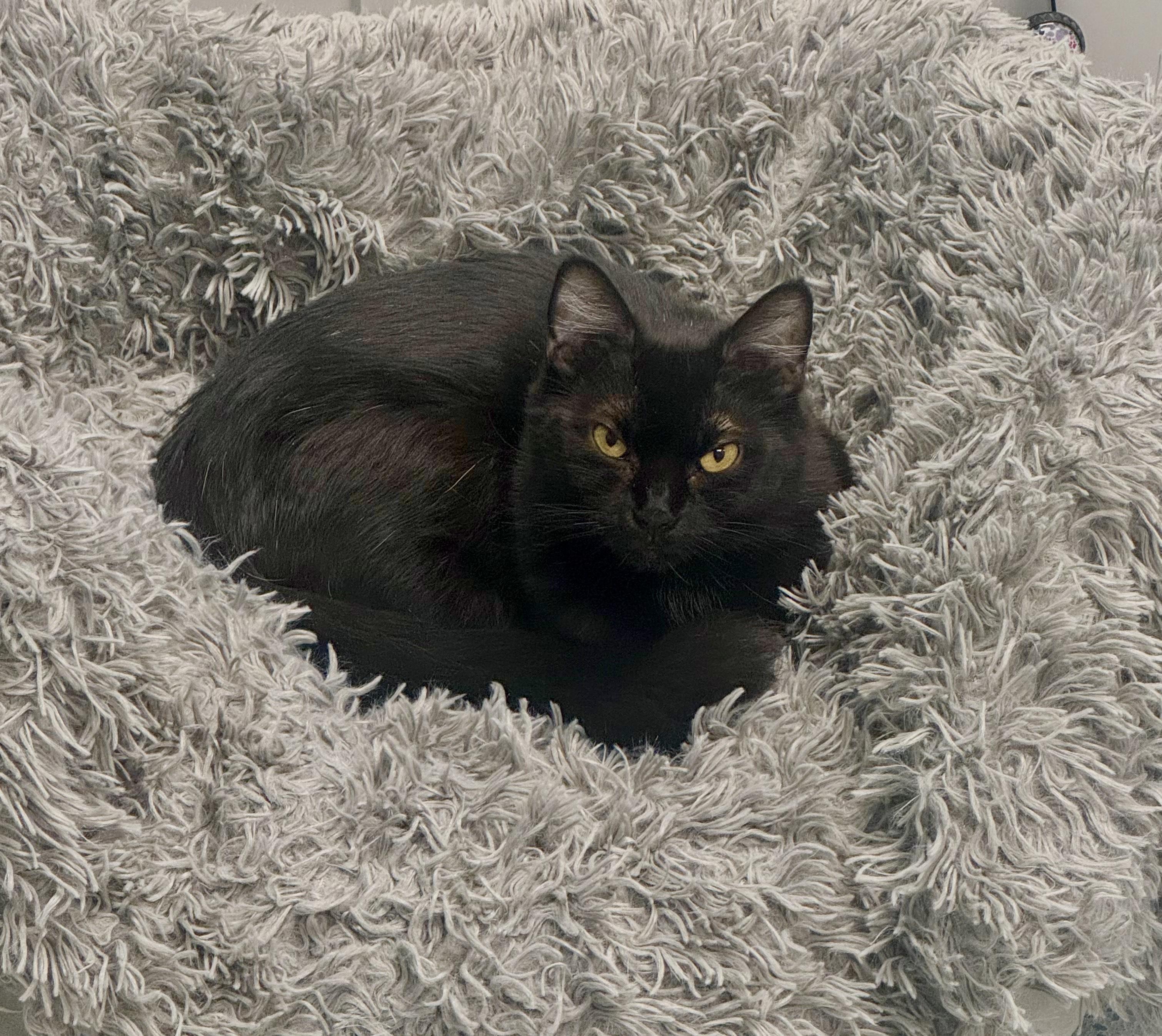 Ballina, a Adoptable Domestic Medium Hair in Richboro, PA image 1/4