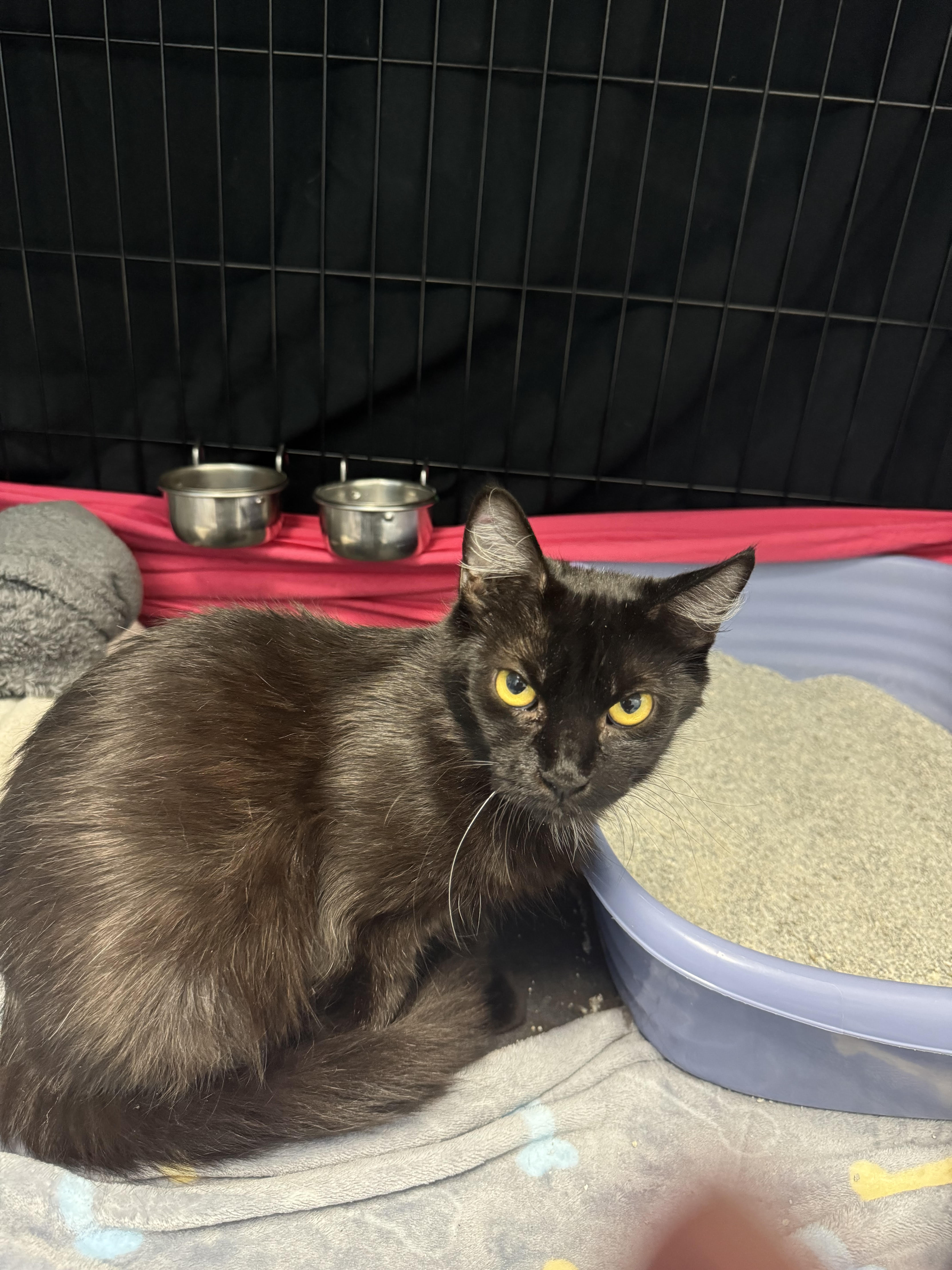 Ballina, a Adoptable Domestic Medium Hair in Richboro, PA image 4/4