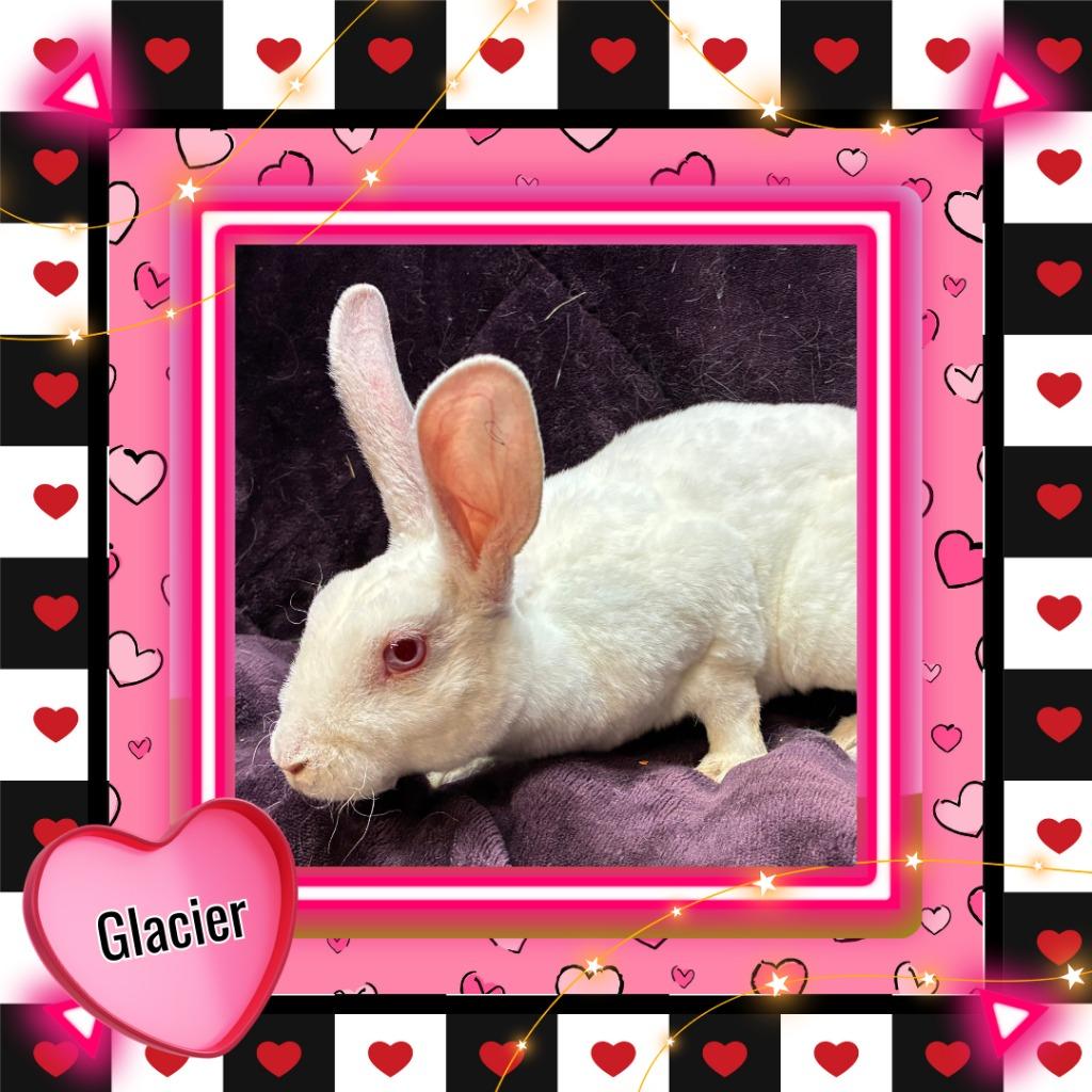Glacier, Adoptable, Baby Female Mini Rex.