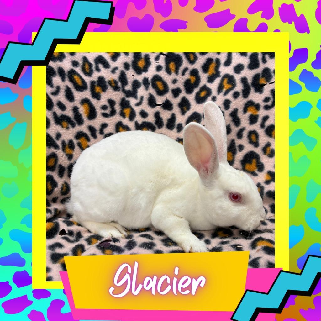 Enlarge Glacier, a Adoptable Mini Rex in Elizabethtown, KY image 2/3