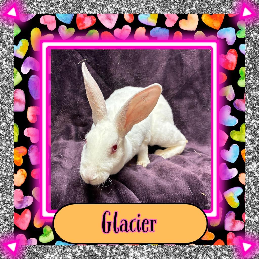 Enlarge Glacier, a Adoptable Mini Rex in Elizabethtown, KY image 3/3