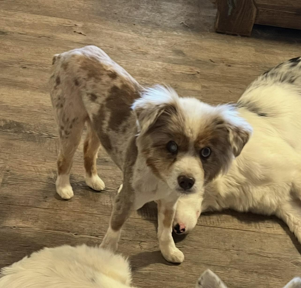 Hondo, ADOPTABLE, Adult Male Australian Shepherd.
