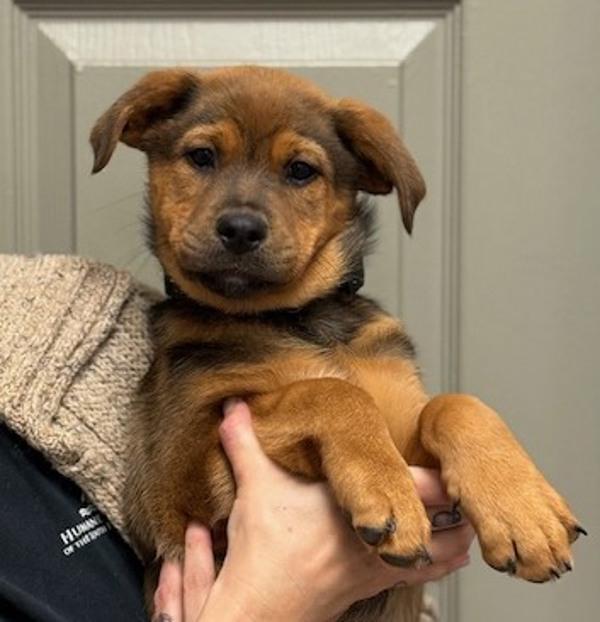Enlarge Tootles, a Adoptable mixed breed in Littleton, CO image 1/1