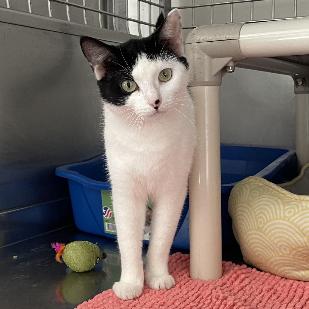 Helaena, a Adoptable Domestic Short Hair in Rossville, GA image 1/5