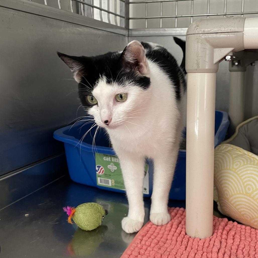 Helaena, a Adoptable Domestic Short Hair in Rossville, GA image 3/5