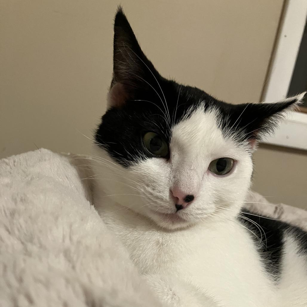 Helaena, a Adoptable Domestic Short Hair in Rossville, GA image 4/5