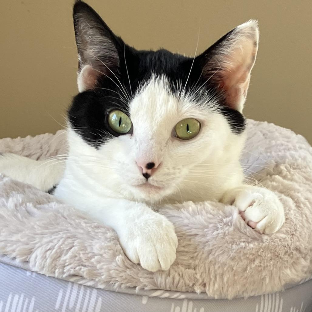 Helaena, a Adoptable Domestic Short Hair in Rossville, GA image 5/5