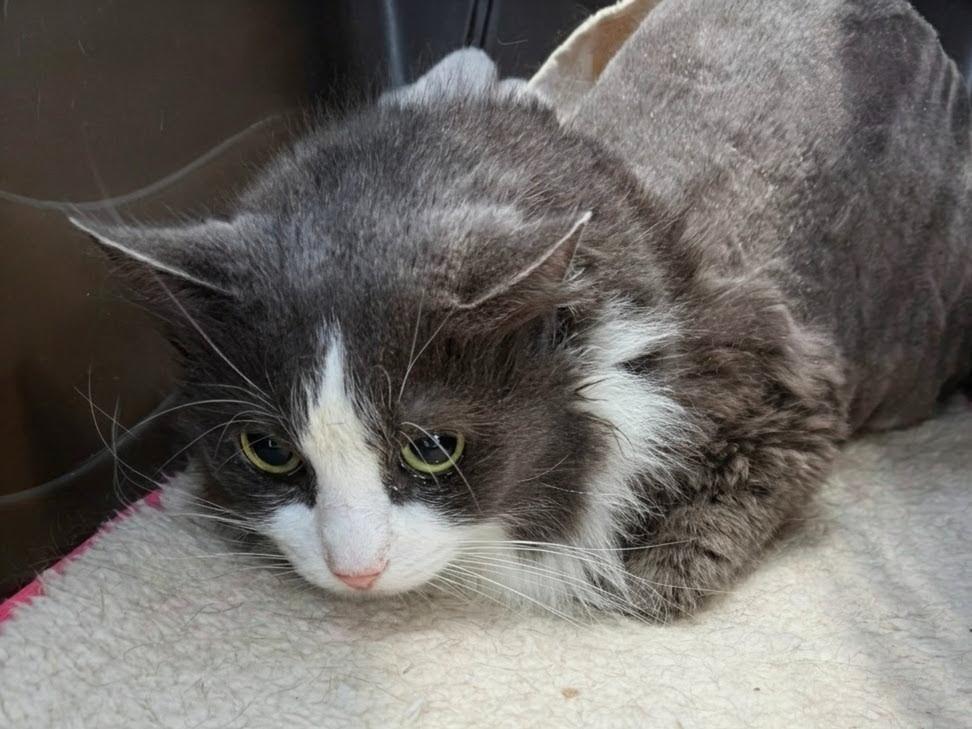 Bruiser, Adoptable, Adult Female Domestic Long Hair.