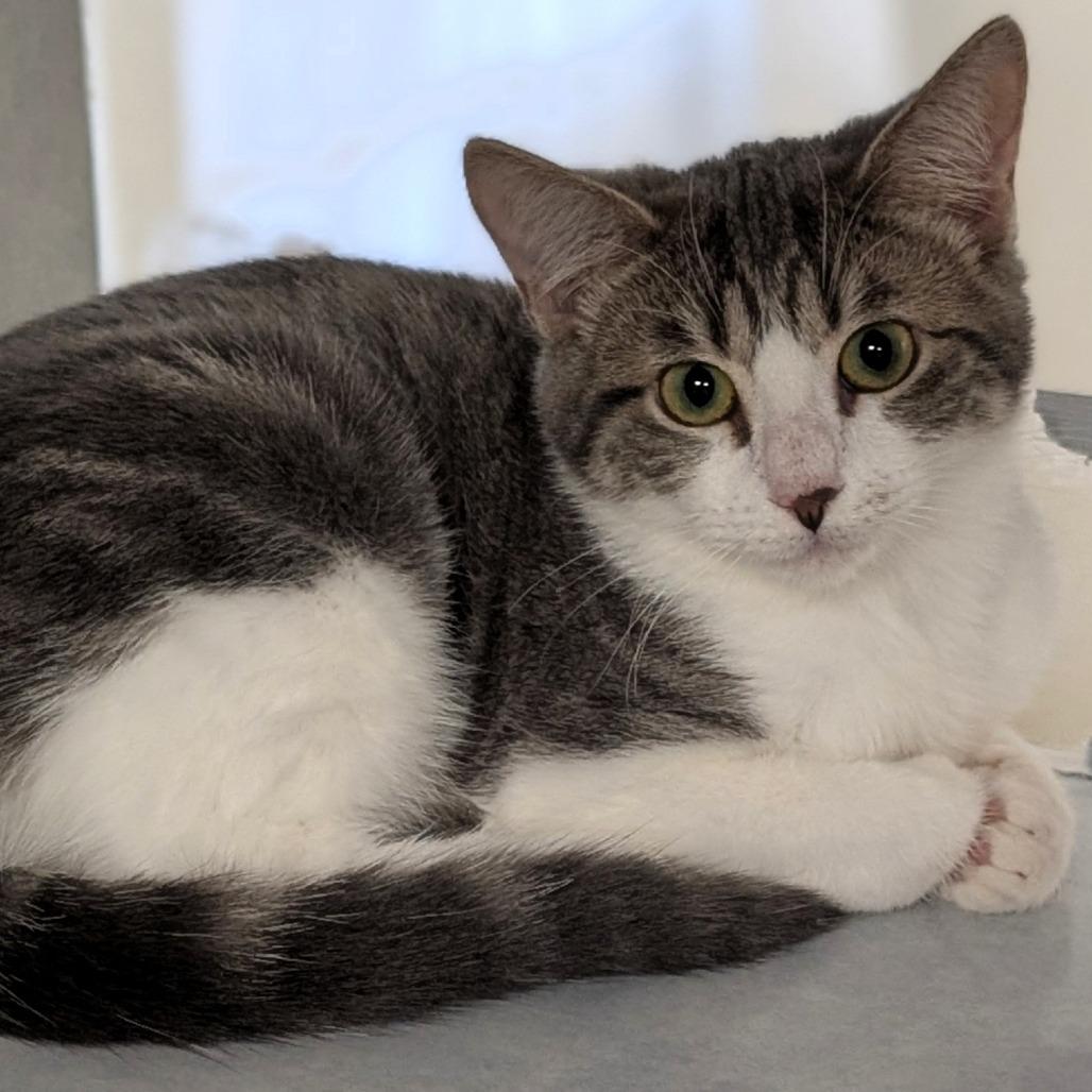 Garcia, Adoptable, Young Female Domestic Short Hair.