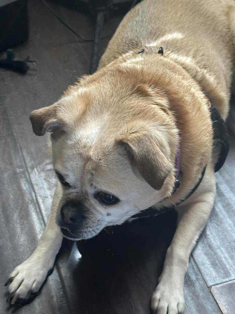 Enlarge Bella, a Adoptable mixed breed in Rancho Cucamonga, CA image 1/1