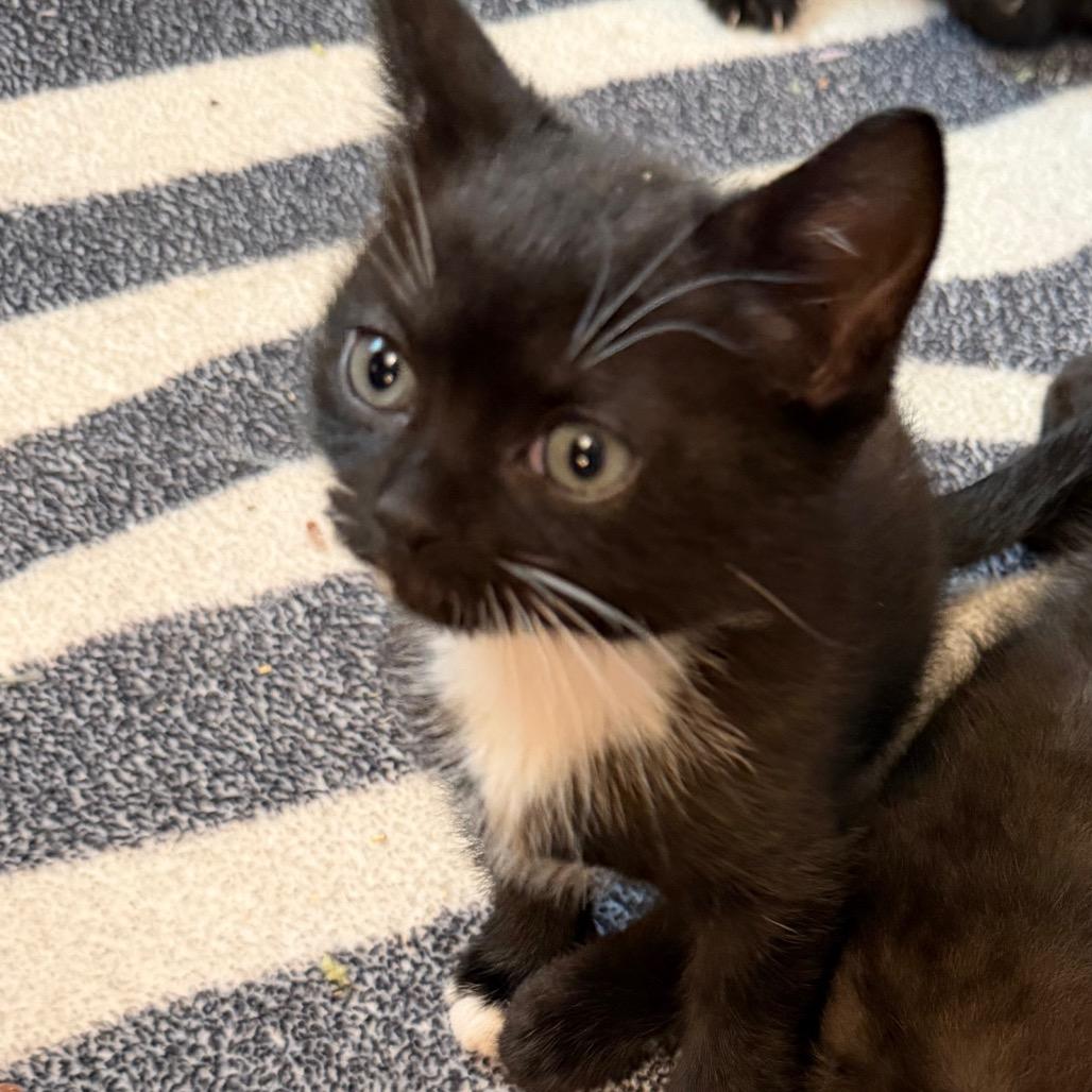 Falcor, Adoptable, Kitten Male Domestic Short Hair.