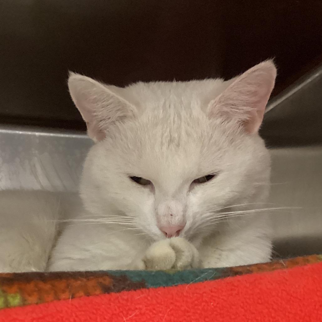 Titus, Adoptable, Adult Male Domestic Short Hair.