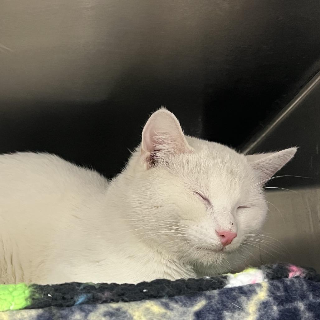 Enlarge Titus, a Adoptable Domestic Short Hair in Greenville, SC image 2/3