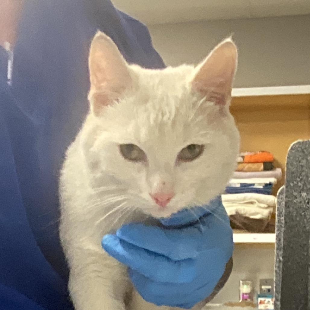 Enlarge Titus, a Adoptable Domestic Short Hair in Greenville, SC image 3/3