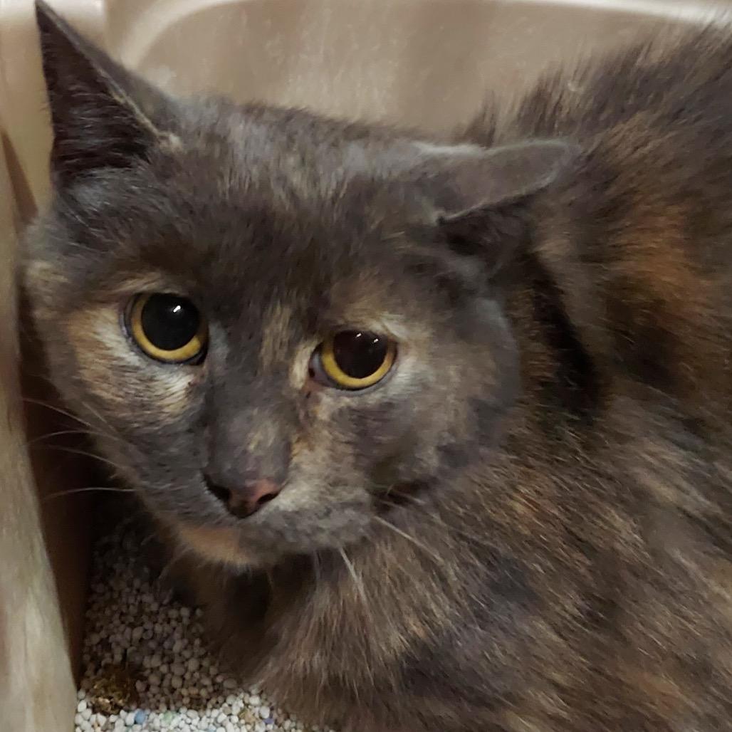 Meadow, Adoptable, Young Female Domestic Short Hair.