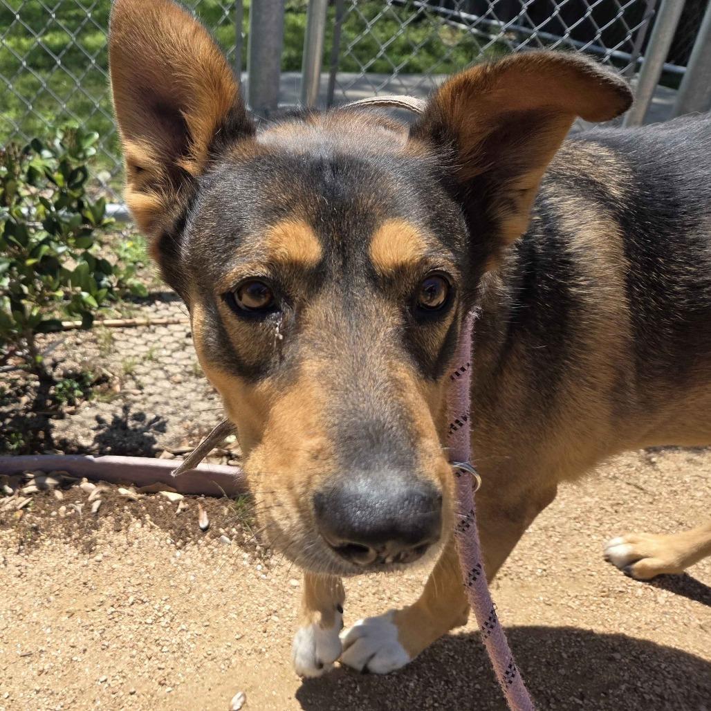 Enlarge Honey Bun, a Adoptable mixed breed in Beaumont, TX image 1/5