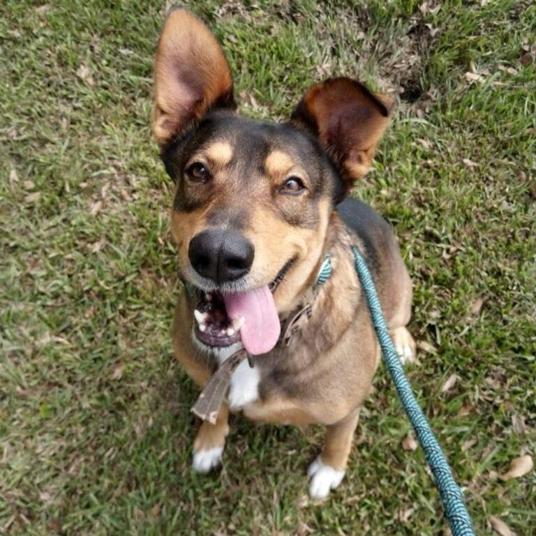 Enlarge Honey Bun, a Adoptable mixed breed in Beaumont, TX image 2/5