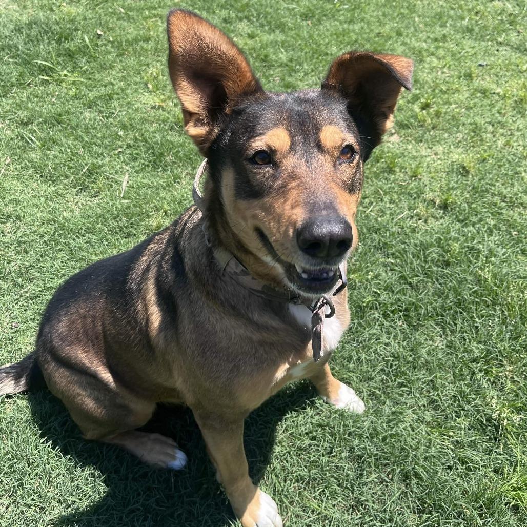 Enlarge Honey Bun, a Adoptable mixed breed in Beaumont, TX image 3/6