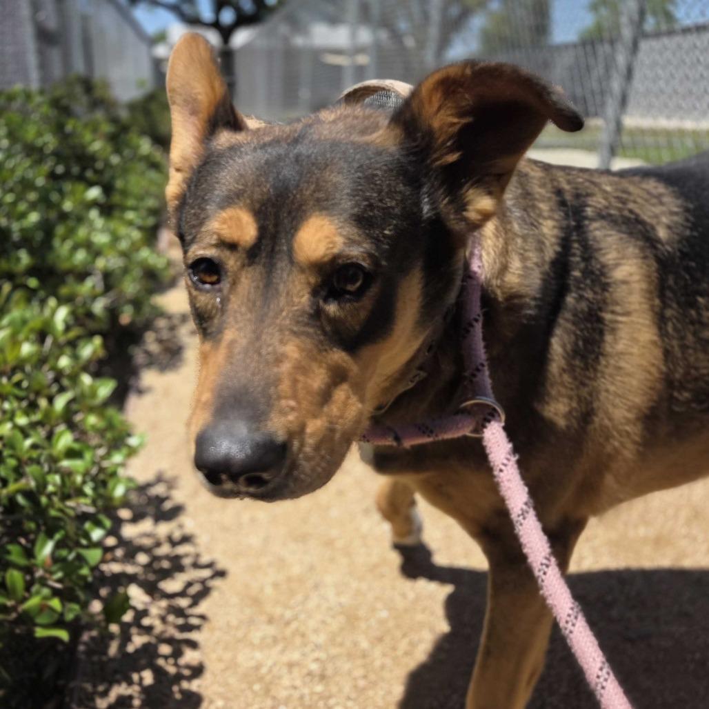 Enlarge Honey Bun, a Adoptable mixed breed in Beaumont, TX image 3/5