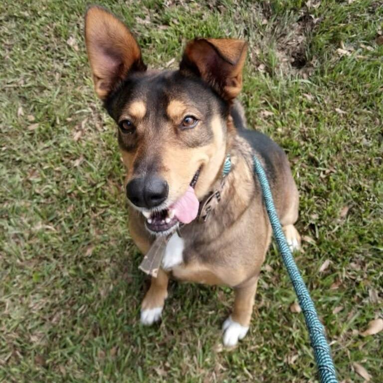 Enlarge Honey Bun, a Adoptable mixed breed in Beaumont, TX image 4/5