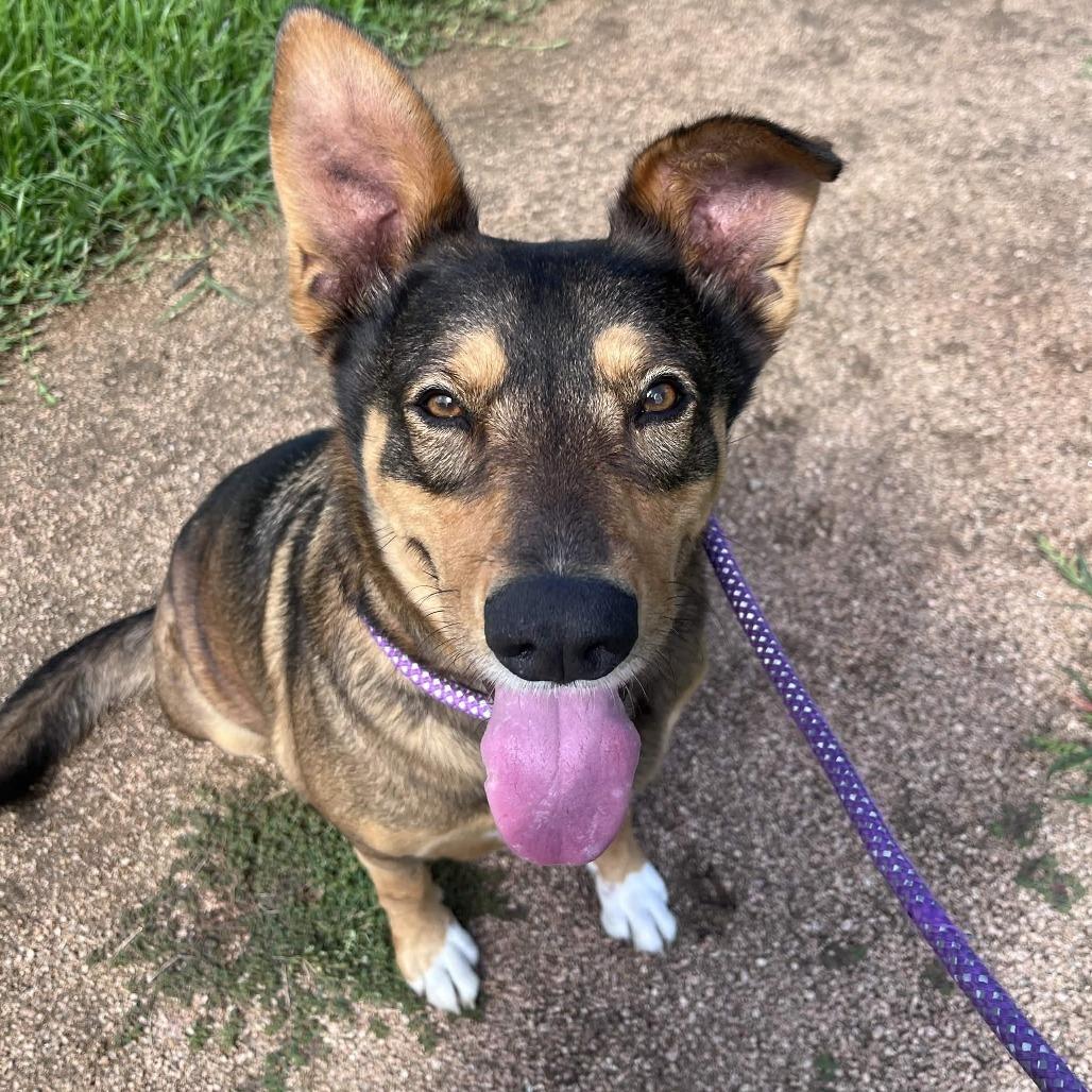 Enlarge Honey Bun, a Adoptable mixed breed in Beaumont, TX image 5/5