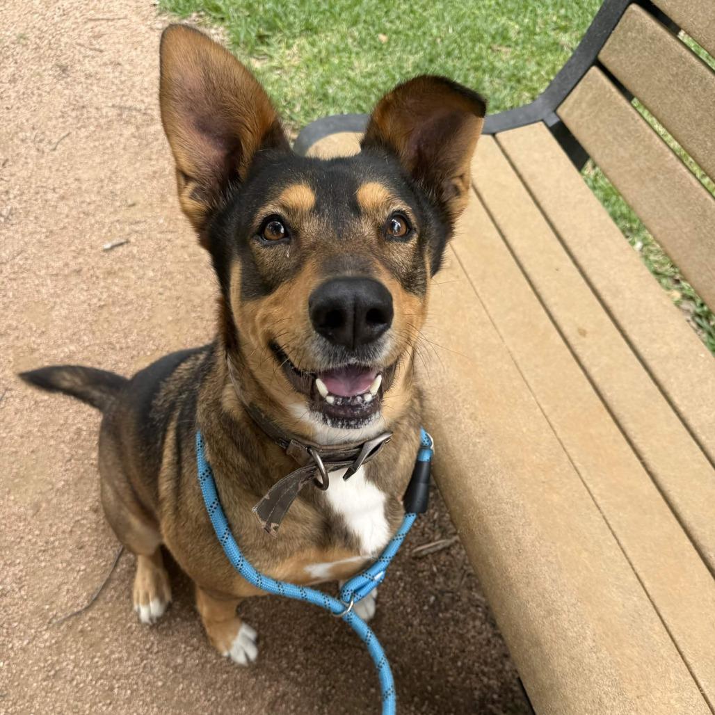 Enlarge Honey Bun, a Adoptable mixed breed in Beaumont, TX image 5/6