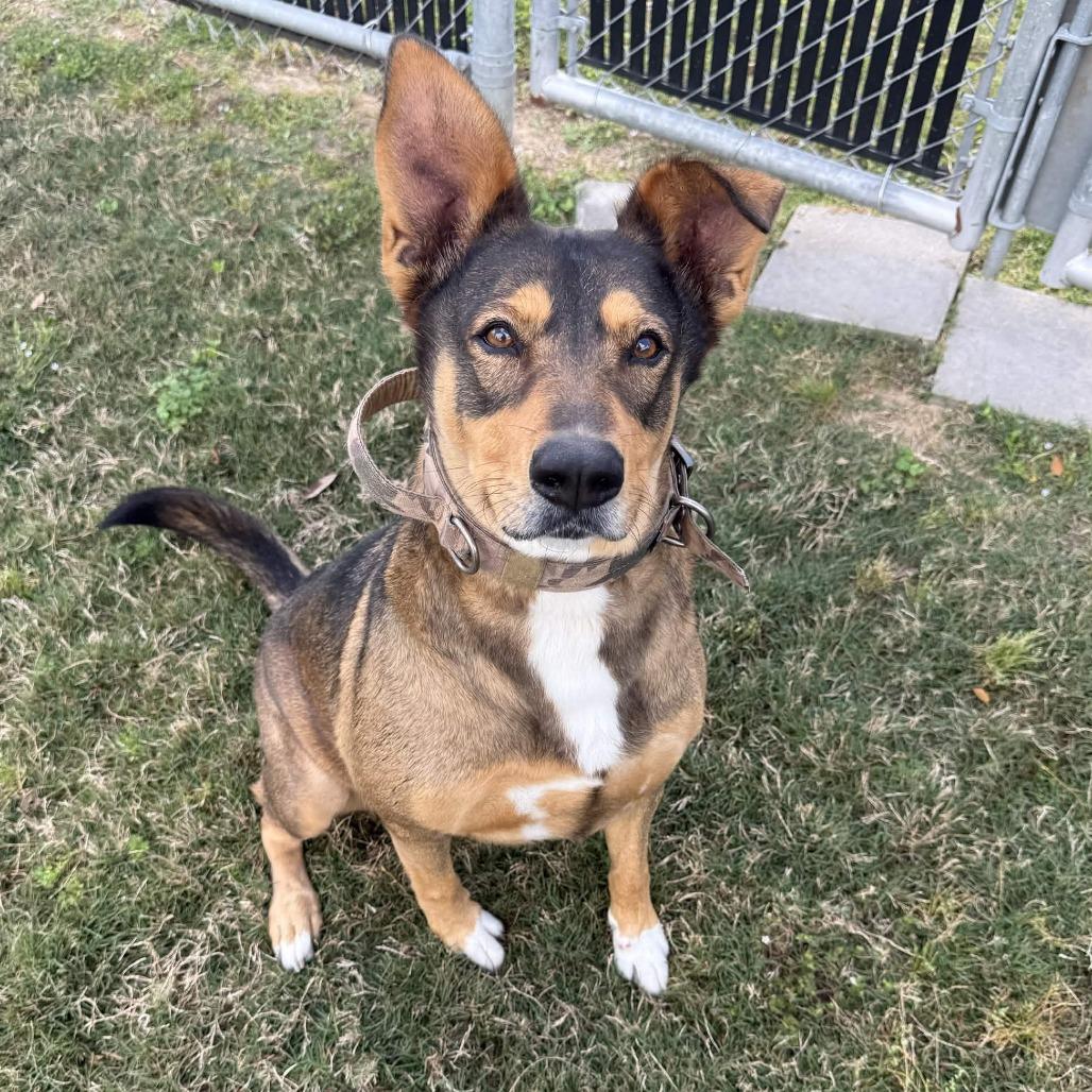 Enlarge Honey Bun, a Adoptable mixed breed in Beaumont, TX image 5/5