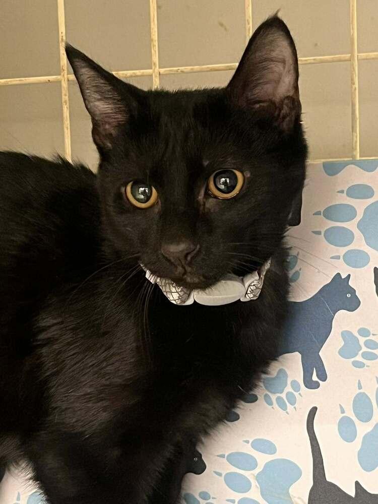 Jack, Adoptable, Kitten Male Domestic Short Hair.