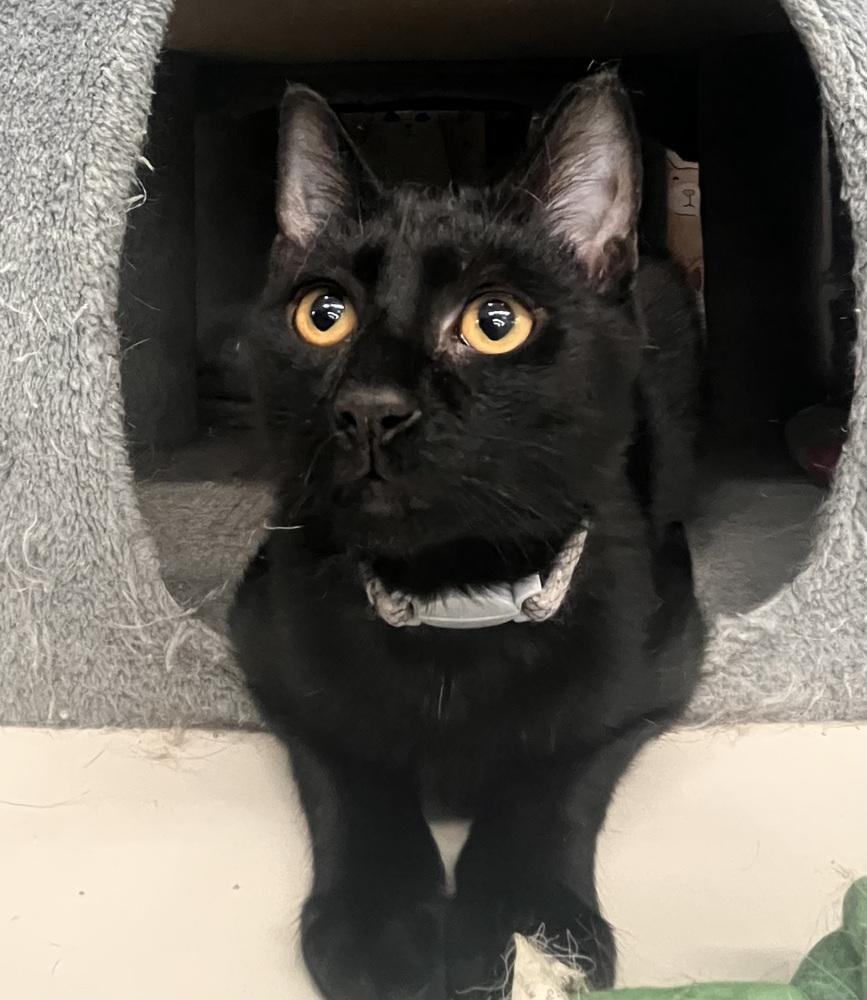 Enlarge Jack, a Adoptable Domestic Short Hair in Acworth, GA image 4/5