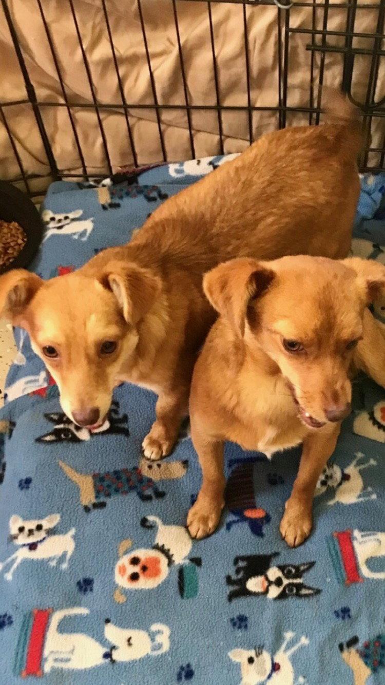 Archie, Adopted, Adult Male Chihuahua & Terrier.