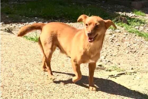 Archie, a Adopted mixed breed in Texarkana, TX image 3/3